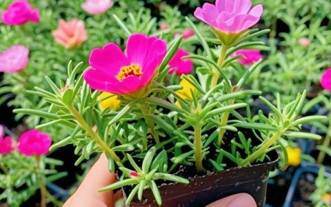 太阳花怎么养才能开花爆盆？6个关键技巧让阳台一片花海