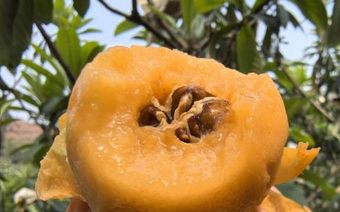 枇杷什么品种最好吃？大叶白砂、早钟6号与白玉深度对比