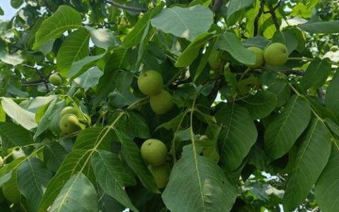 院子里种核桃树好吗？根系安全、品种选择与养护全攻略
