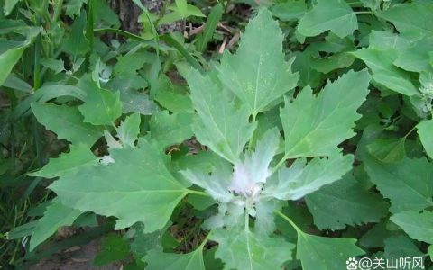 适合碱性土壤种植的植物推荐：月季、桂花、紫薇怎么养？