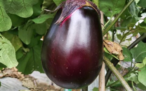 家庭种植茄子施肥用什么肥料好？科学追肥与田间管理全攻略