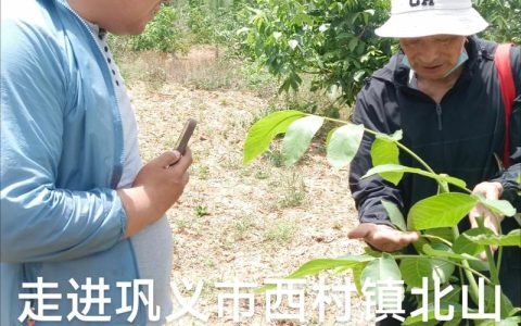 核桃嫁接时间和接法全攻略：提高成活率的关键技术