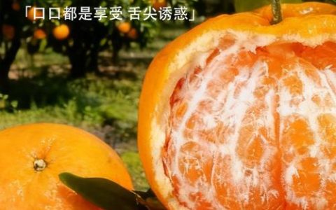 耙耙柑的功效与作用及食用禁忌：春见柑橘的营养价值与安全指南