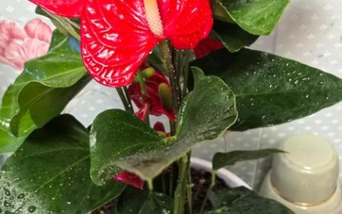 室内养什么花比较好？5种适合新手且净化空气的植物推荐