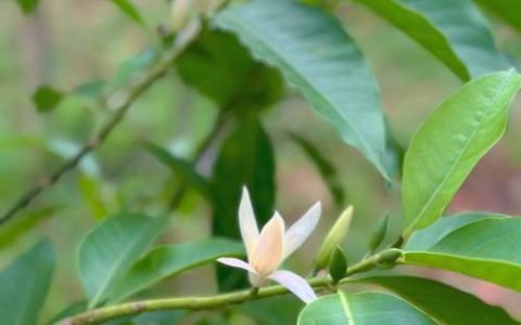 白兰花什么时候开花？花期管理全攻略