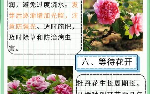 牡丹花种子什么时候播种最好？掌握秋播层积催芽技术