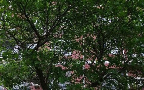 山楂树种在院子里好不好？科学种植与风水寓意全解析