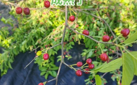 毛樱桃和山樱桃的区别：家庭园艺选种全攻略