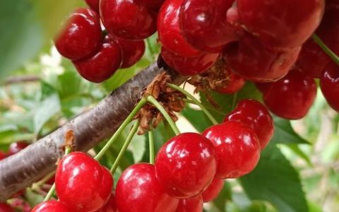 樱桃（Prunus pseudocerasus）- 科属、季节与种植指南