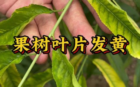 果树叶子发黄怎么办？4步排查与对症补救指南