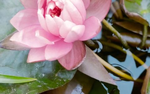 睡莲花期全解析：一朵睡莲能开几天及高效养护指南