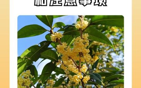 桂花树养殖全攻略：从土壤到修剪，轻松养出满树金黄