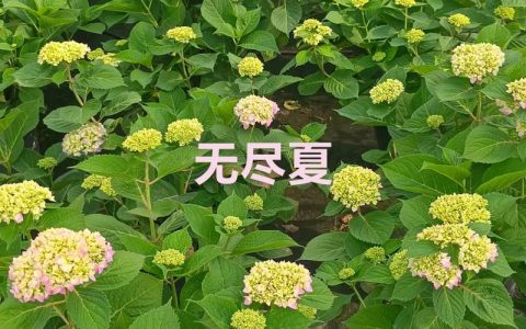 绣球花什么时候种植合适？全季节种植时间与养护指南