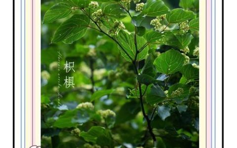 拐枣树几年开花结果？定植后第几年挂果及盛果期详解