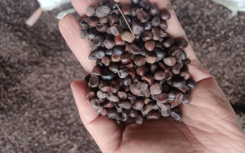 赤芍种子价格多少钱一斤
