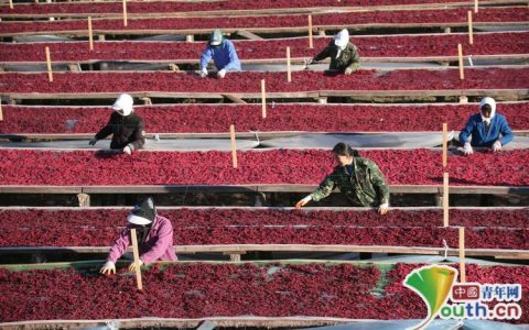 五味子多少钱一斤？产地、规格与季节影响报价