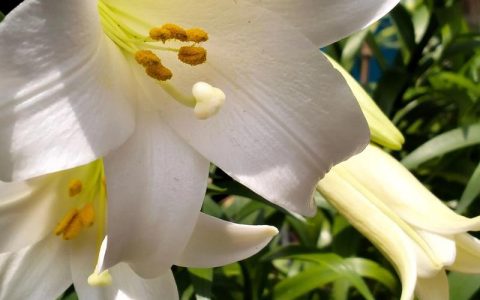 亚洲百合花养殖方法和注意事项：从光照水肥到修剪越冬全指南