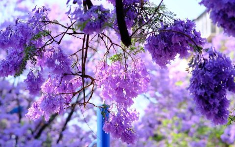 蓝花楹耐寒多少度？中国南方庭院种植与越冬养护全指南