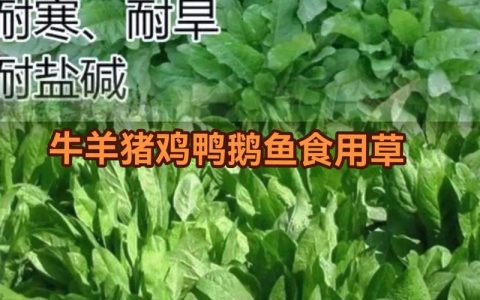 食叶草种子多少钱一斤市场价格分析