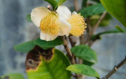 茶叶花怎么剪枝才能开花？家庭养护与修剪全指南