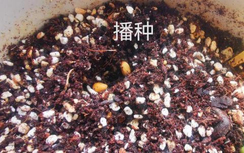 桃子种子育苗全流程：打破休眠、基质配比与幼苗管理实战指南