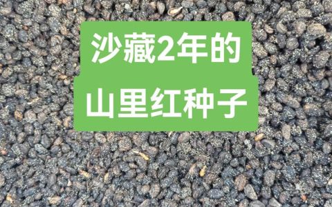 山楂种子怎么种植才会发芽？家庭播种全攻略