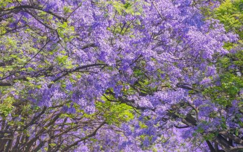 红花楹与蓝花楹的区别：树形、花期、养护全对比