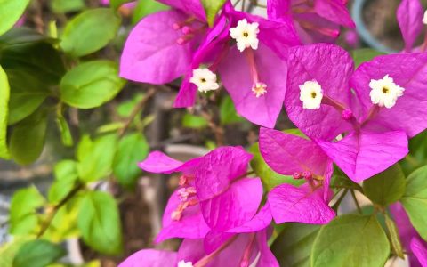 三角梅开花季节是几月份？全年开花技巧与养护指南