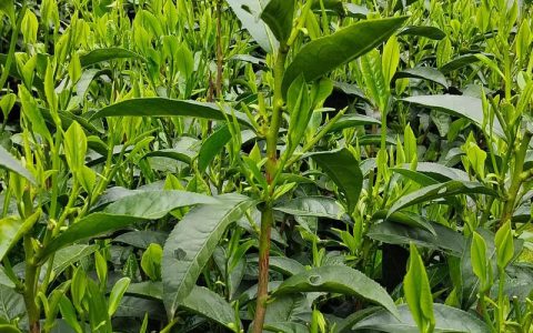 高山茶属于什么茶？揭秘茶树的植物学身份与生长习性