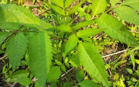 鬼针草用什么除草剂？高效除根方案与操作指南