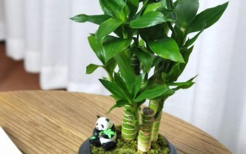 观音竹土培与水培优劣势对比及最佳养护指南