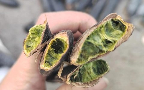 皂角和皂荚有什么区别？植物品种对比与选购指南