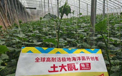 黄瓜种植需要什么肥料？高产施肥全攻略