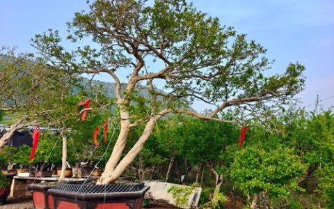 院子西边栽石榴树好吗？科学种植与庭院布局全攻略