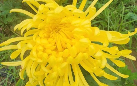 菊花秋季盛花期养护指南：何时开、怎么养才爆盆