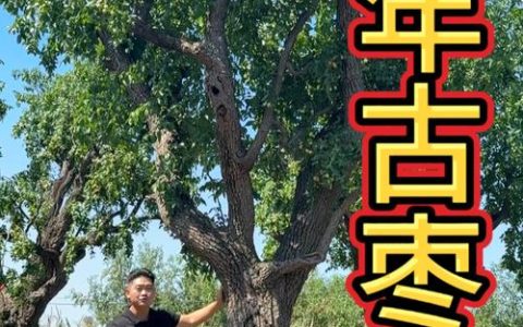 庭院种枣树的大忌：科学布局与养护全指南
