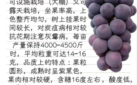 甬优一号葡萄品种介绍