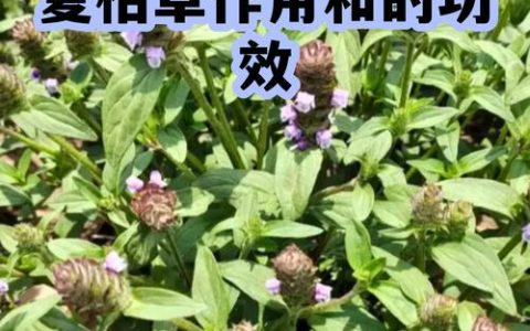 苦草的功效与作用：水景池塘生态净化与种植指南
