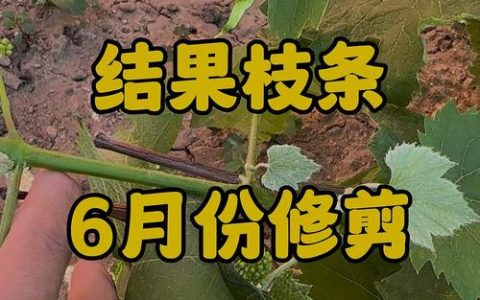葡萄树六月份能修剪吗？家庭葡萄夏剪全攻略