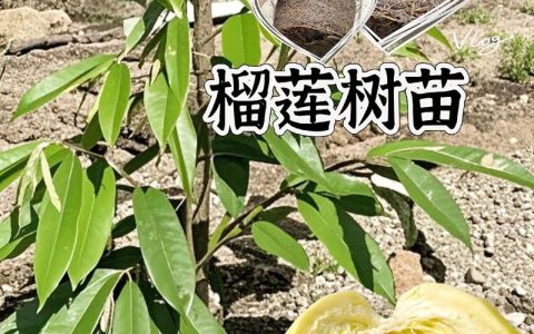 榴莲种子能种出榴莲树吗？家庭种植全攻略