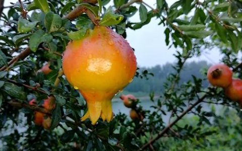 石榴什么季节成熟？不同品种的采摘时间与种植指南