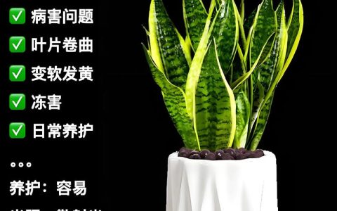 虎皮兰怎么养才旺盛？家庭盆栽养护全攻略