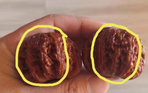 红核桃与普通核桃的区别及种植指南：哪种更适合你？