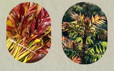 香椿和臭椿的区别：如何一眼辨别有毒植物与美味蔬菜