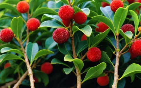 正宗东魁杨梅树苗种植全攻略：品种优势、价格区间与栽培技术