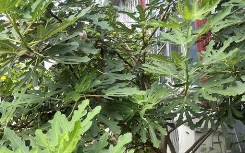 家庭种植避坑指南：家里到底不能种什么树？