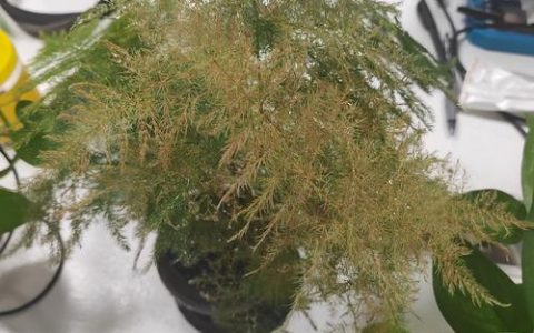 文竹黄叶怎么办？5步快速诊断与恢复养护指南