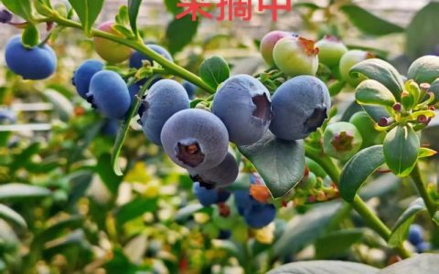 L25蓝莓品种详细介绍：早熟高产优质的选择