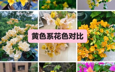 黄色三角梅品种对比：加州黄金与黄樱哪个更勤花？