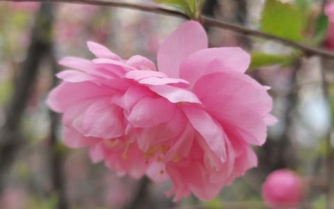 花正好看：家庭花卉养护与观赏指南